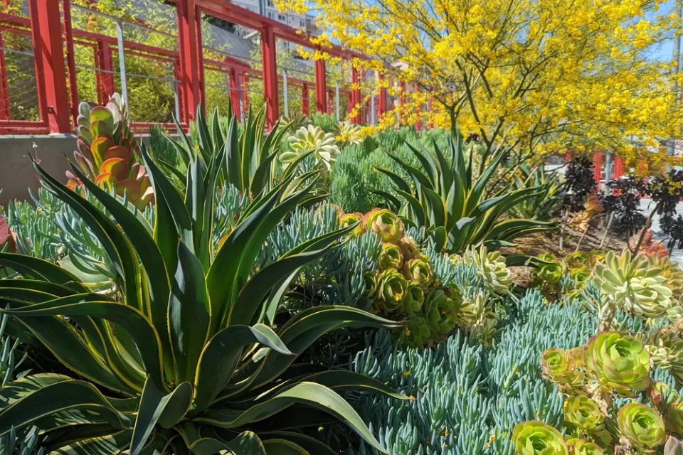 Agave plants and succulents and Ord and Yale Street Park, Los Angeles